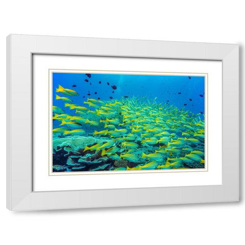 Yellow snapper school-Miniloc Island-Palawan-Philippines White Modern Wood Framed Art Print with Double Matting by Fitzharris, Tim