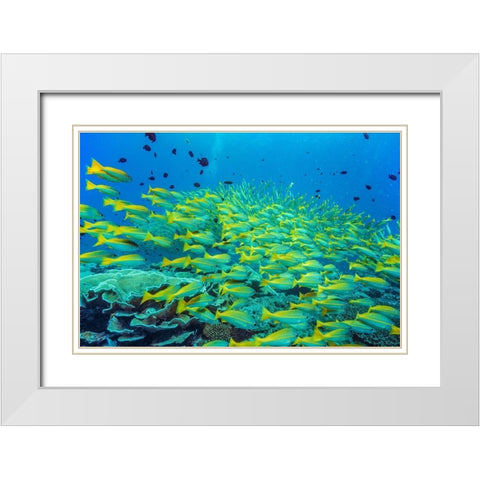 Yellow snapper school-Miniloc Island-Palawan-Philippines White Modern Wood Framed Art Print with Double Matting by Fitzharris, Tim