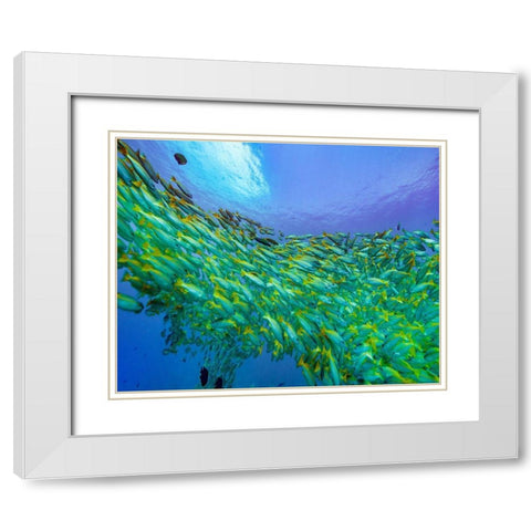 Yellow snapper school-Miniloc Island-Palawan-Philippines White Modern Wood Framed Art Print with Double Matting by Fitzharris, Tim