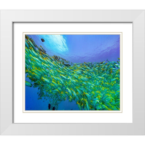 Yellow snapper school-Miniloc Island-Palawan-Philippines White Modern Wood Framed Art Print with Double Matting by Fitzharris, Tim