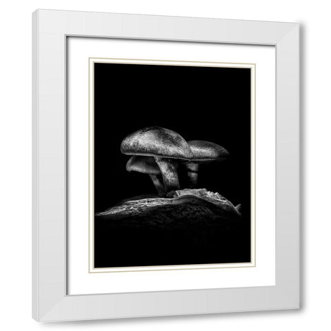 Toadstools on a Toronto Trail No 3 White Modern Wood Framed Art Print with Double Matting by Carson, Brian