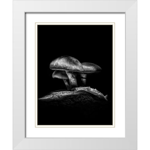 Toadstools on a Toronto Trail No 3 White Modern Wood Framed Art Print with Double Matting by Carson, Brian