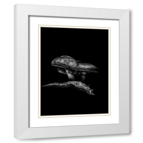 Toadstools on a Toronto Trail No 4 White Modern Wood Framed Art Print with Double Matting by Carson, Brian
