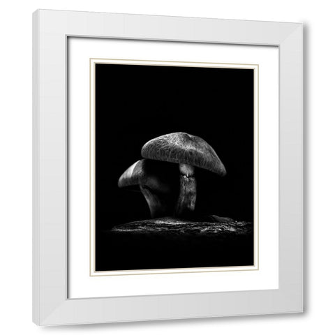 Toadstools on a Toronto Trail No 6 White Modern Wood Framed Art Print with Double Matting by Carson, Brian