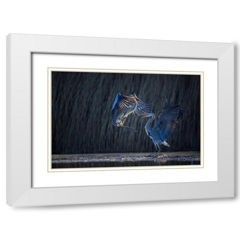 Grey heron White Modern Wood Framed Art Print with Double Matting by Chang, Phillip
