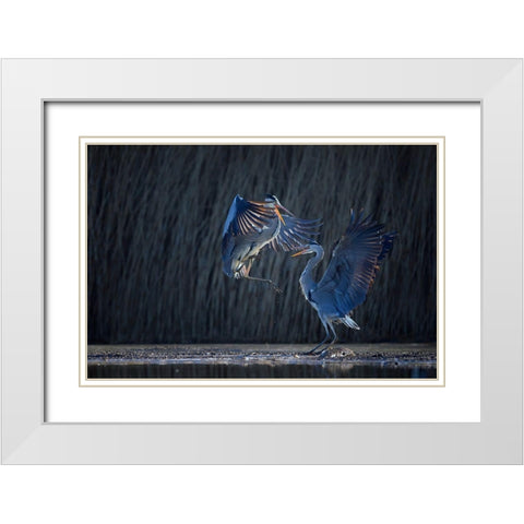 Grey heron White Modern Wood Framed Art Print with Double Matting by Chang, Phillip