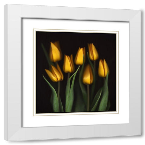 Tulips White Modern Wood Framed Art Print with Double Matting by Haslam, Brian