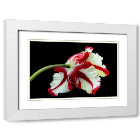 Tulipa flaming parrot White Modern Wood Framed Art Print with Double Matting by Gronkjar, Lotte