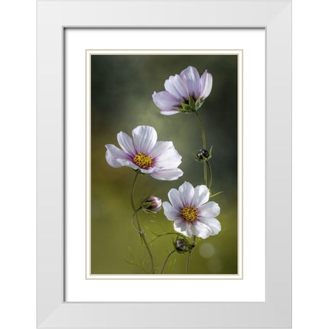 Cosmos White Modern Wood Framed Art Print with Double Matting by Disher, Mandy