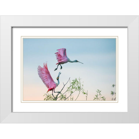 Rosy pair (Roseate Spoonbills) White Modern Wood Framed Art Print with Double Matting by Mei, C.