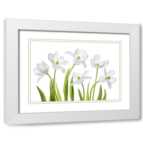 White Tulips White Modern Wood Framed Art Print with Double Matting by Disher, Mandy