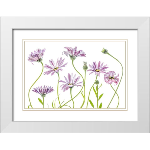 Cape Daisies White Modern Wood Framed Art Print with Double Matting by Disher, Mandy