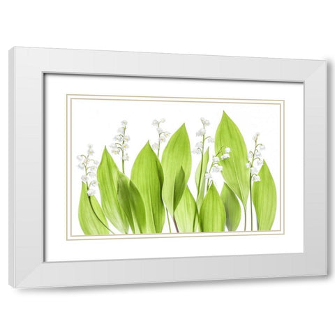 Lily of the valley White Modern Wood Framed Art Print with Double Matting by Disher, Mandy