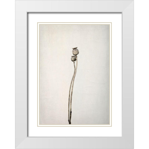 Two old poppies White Modern Wood Framed Art Print with Double Matting by Gronkjar, Lotte