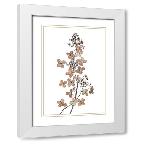 Hydrangea Paniculata White Modern Wood Framed Art Print with Double Matting by Disher, Mandy