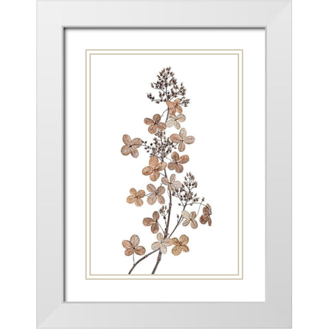 Hydrangea Paniculata White Modern Wood Framed Art Print with Double Matting by Disher, Mandy