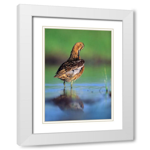 Long-billed Dowitcher Preening White Modern Wood Framed Art Print with Double Matting by Fitzharris, Tim