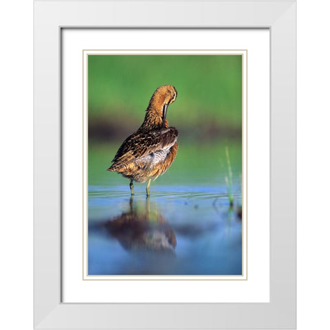 Long-billed Dowitcher Preening White Modern Wood Framed Art Print with Double Matting by Fitzharris, Tim