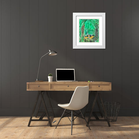 American Robin on the Nest White Modern Wood Framed Art Print with Double Matting by Fitzharris, Tim