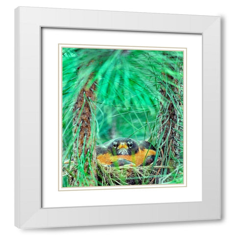 American Robin on the Nest White Modern Wood Framed Art Print with Double Matting by Fitzharris, Tim
