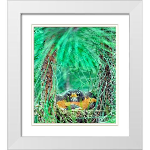 American Robin on the Nest White Modern Wood Framed Art Print with Double Matting by Fitzharris, Tim