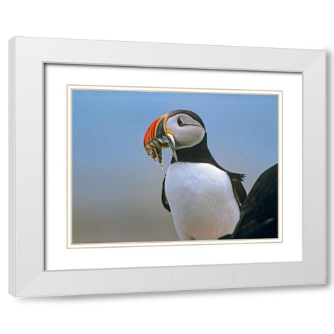 Atlantic Puffin II White Modern Wood Framed Art Print with Double Matting by Fitzharris, Tim
