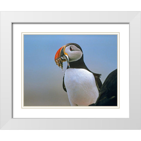 Atlantic Puffin II White Modern Wood Framed Art Print with Double Matting by Fitzharris, Tim