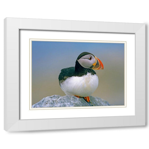 Atlantic Puffin III White Modern Wood Framed Art Print with Double Matting by Fitzharris, Tim