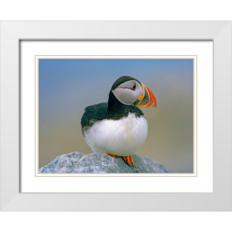 Atlantic Puffin III White Modern Wood Framed Art Print with Double Matting by Fitzharris, Tim
