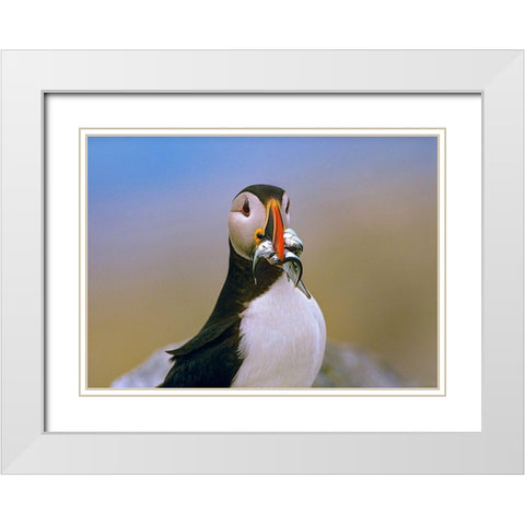 Atlantic Puffin IV White Modern Wood Framed Art Print with Double Matting by Fitzharris, Tim