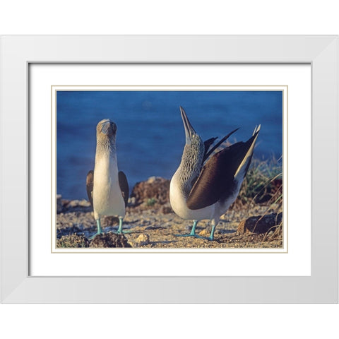 Blue-footed Boobies Courtship in Display White Modern Wood Framed Art Print with Double Matting by Fitzharris, Tim