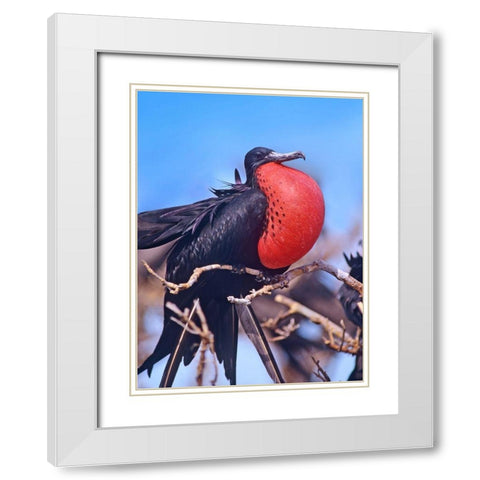 Magnificent Frigatebird in Courtship Display White Modern Wood Framed Art Print with Double Matting by Fitzharris, Tim