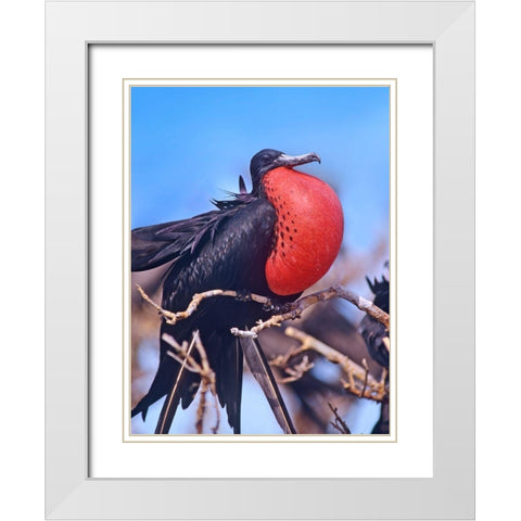 Magnificent Frigatebird in Courtship Display White Modern Wood Framed Art Print with Double Matting by Fitzharris, Tim