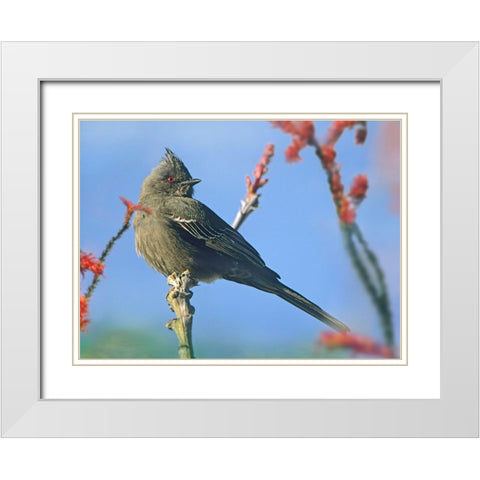 Phainopepla on Ocotillo-Arizona White Modern Wood Framed Art Print with Double Matting by Fitzharris, Tim