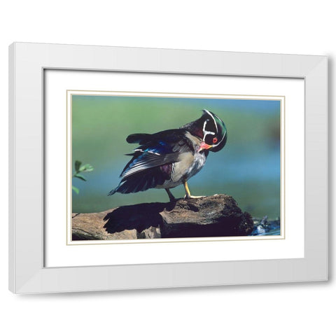 Wood Duck Drake Preening White Modern Wood Framed Art Print with Double Matting by Fitzharris, Tim