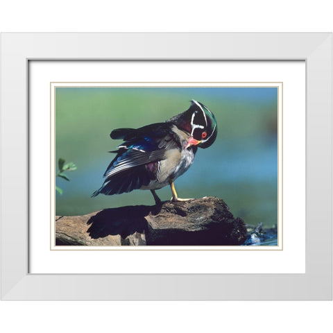 Wood Duck Drake Preening White Modern Wood Framed Art Print with Double Matting by Fitzharris, Tim
