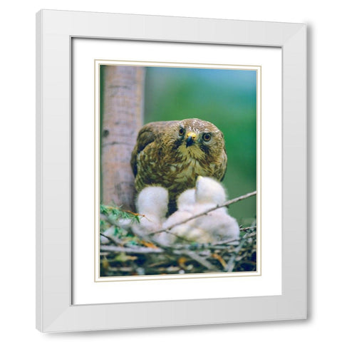 Broad-winged Hawk White Modern Wood Framed Art Print with Double Matting by Fitzharris, Tim
