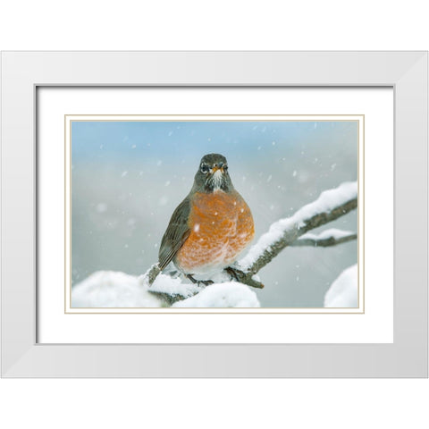 American Robin with Snow White Modern Wood Framed Art Print with Double Matting by Fitzharris, Tim