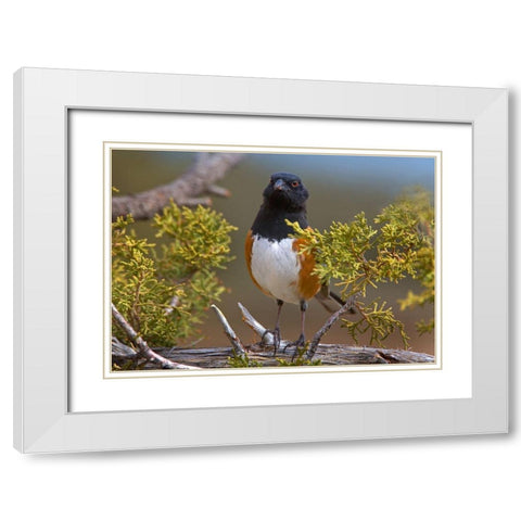 Rufous-sided Towhee White Modern Wood Framed Art Print with Double Matting by Fitzharris, Tim