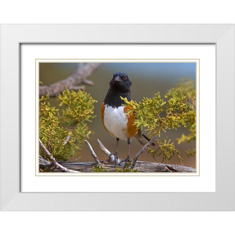 Rufous-sided Towhee White Modern Wood Framed Art Print with Double Matting by Fitzharris, Tim