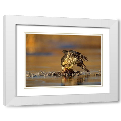 Peregrine Falcon with Prey White Modern Wood Framed Art Print with Double Matting by Fitzharris, Tim
