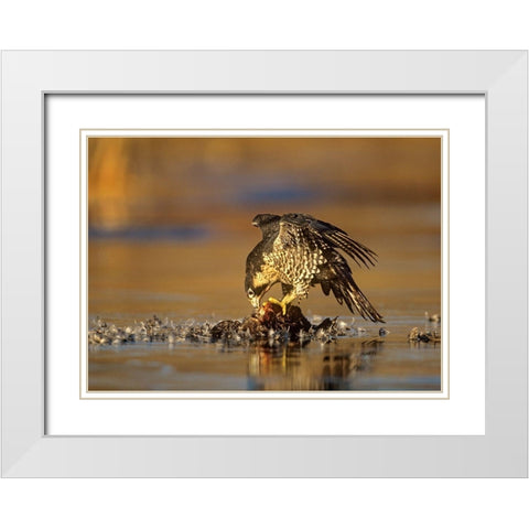 Peregrine Falcon with Prey White Modern Wood Framed Art Print with Double Matting by Fitzharris, Tim