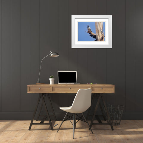 Cactus Wren on Saguaro Cactus Skeleton White Modern Wood Framed Art Print with Double Matting by Fitzharris, Tim