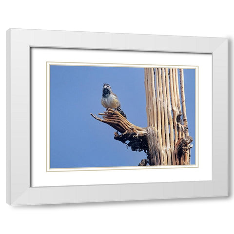 Cactus Wren on Saguaro Cactus Skeleton White Modern Wood Framed Art Print with Double Matting by Fitzharris, Tim