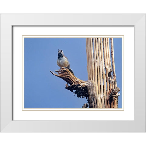 Cactus Wren on Saguaro Cactus Skeleton White Modern Wood Framed Art Print with Double Matting by Fitzharris, Tim