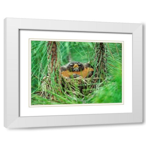 American Robin on Nest with Young White Modern Wood Framed Art Print with Double Matting by Fitzharris, Tim