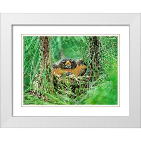 American Robin on Nest with Young White Modern Wood Framed Art Print with Double Matting by Fitzharris, Tim