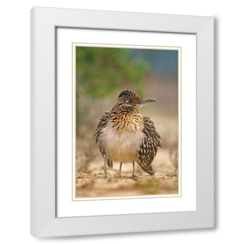 Greater Roadrunner White Modern Wood Framed Art Print with Double Matting by Fitzharris, Tim
