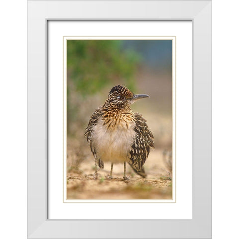 Greater Roadrunner White Modern Wood Framed Art Print with Double Matting by Fitzharris, Tim