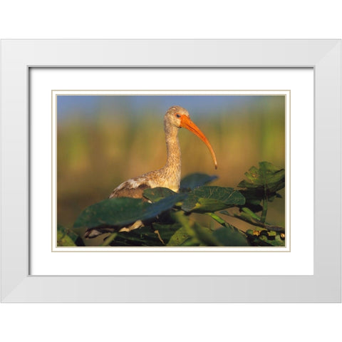 Immature White Ibis White Modern Wood Framed Art Print with Double Matting by Fitzharris, Tim